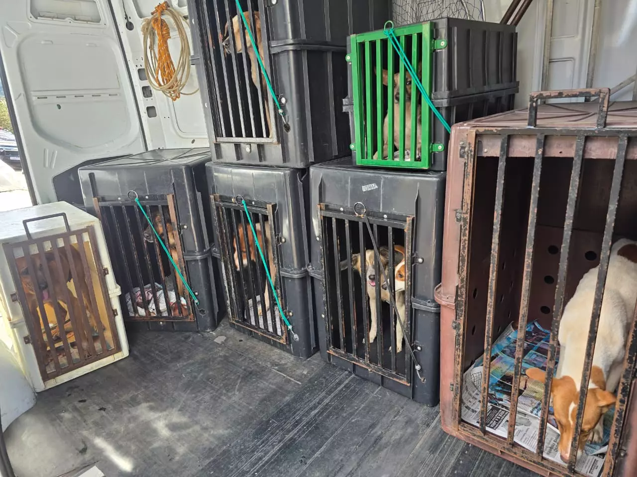 Funileiro é preso por maus tratos de cachorros em Marília